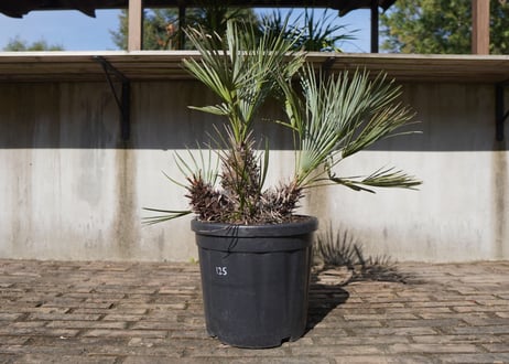 チャメロプス　セリフェラ 　Chamaerops humilis var. Cerifera　NO.1