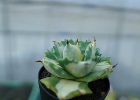 アガベ　王妃雷神錦　白中斑　Agave　“Ohi Raijin Nishiki Shironakahu”　No.1