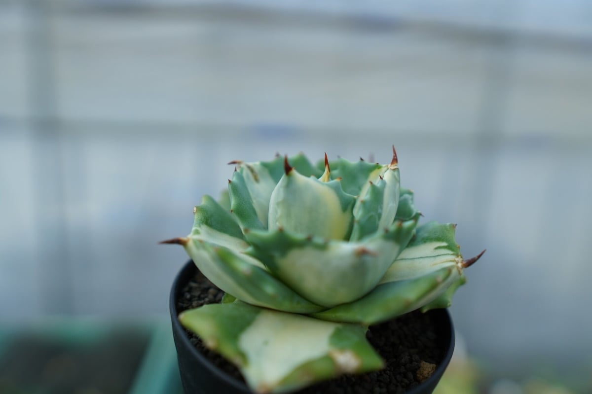 S*a様 特選 　アガベ王妃雷神 35株　斑入り　錦　agave　国産　極上 アガベ 王妃雷神錦 白中斑 Agave “Ohi Raijin Nishiki Shirona