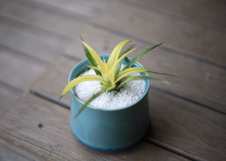 ディッキア　パラファット　Dyckia 'Pallaphat'
