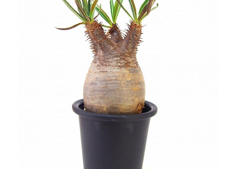 Pachypodium Gracilius パキポディウム グラキリス №11 littl Pachypodium Gracilius パキポディウム グラキリス №11 littl