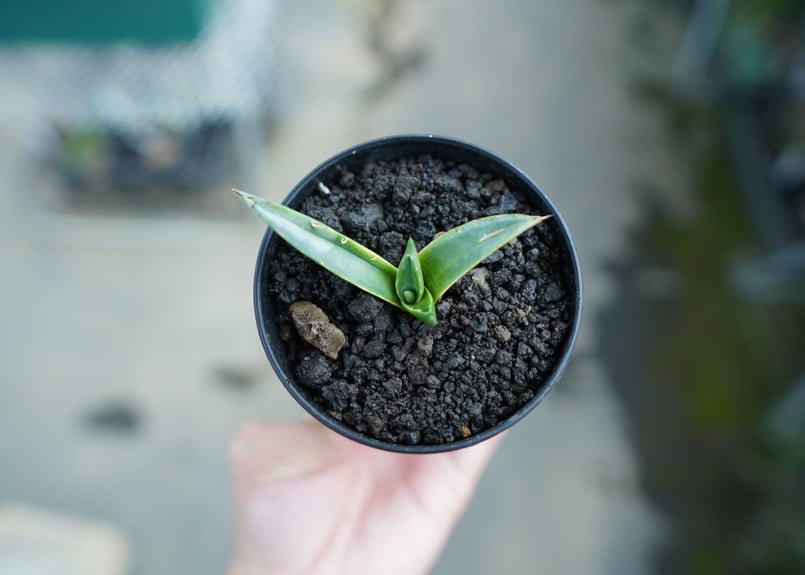 アガベ シャークスキン　子株 ドライガーデンにも使える】アガベ シャークスキン | mana's farm:塊根