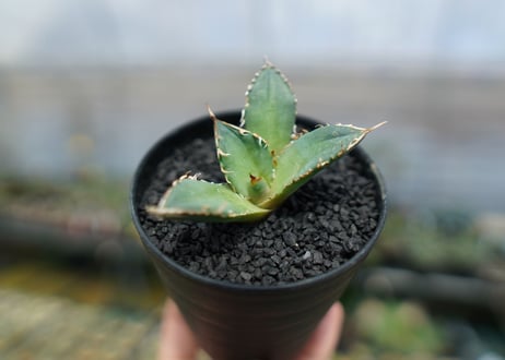 アガベ　チタノタ　FO-76　agave titanota  FO-76　No.6