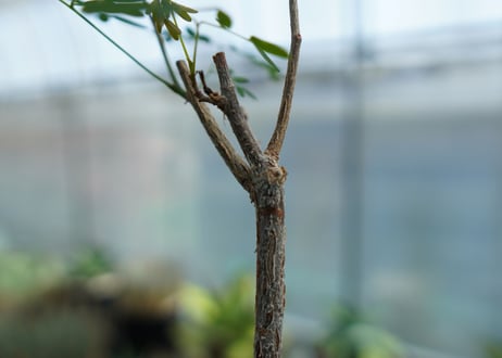 デロニクス　プミラ　Delonix pumila