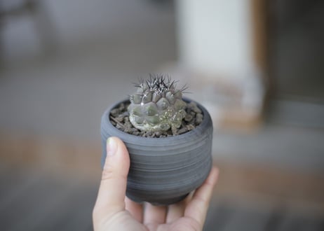コピアポア 黒王丸 Copiapoa cinerea