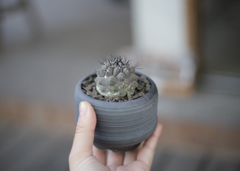 コピアポア 黒王丸 Copiapoa cinerea | mana's green:塊根植物販 コピアポア 黒王丸 Copiapoa cinerea | mana's green:塊根植物販
