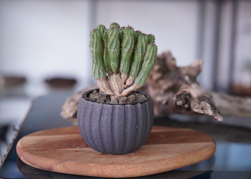 Euphorbia submamillaris | mana's farm:塊根植物・アガベ・