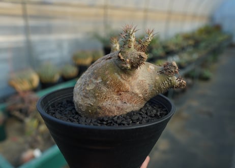 パキポディウム　マカイエンセ　Pachypodium makayense  No.6