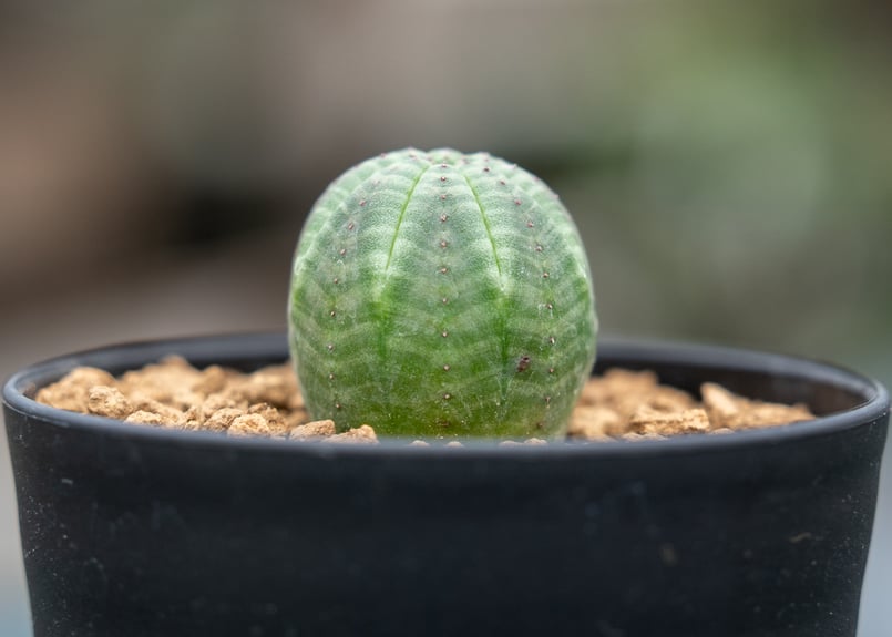 ユーフォルビア オベサ | mana's farm:塊根植物・アガベ・ドライ