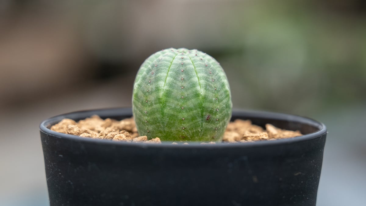 ユーフォルビア オベサ | mana's farm:塊根植物・アガベ・ドライ