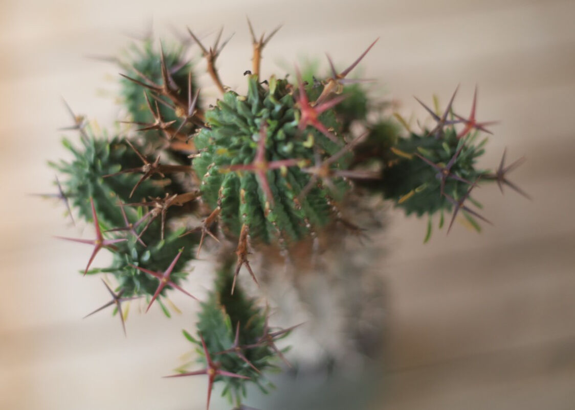 群星冠 Euphorbia stellispina | mana's green:塊根植物販売 群星冠 Euphorbia stellispina | mana's green:塊根植物販売