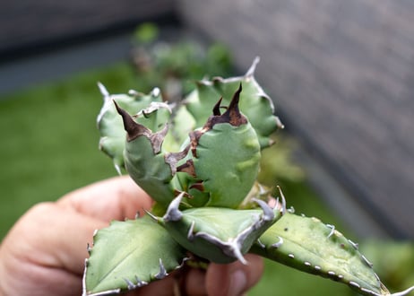 Agave titanota dwarf 姫厳龍NO.10