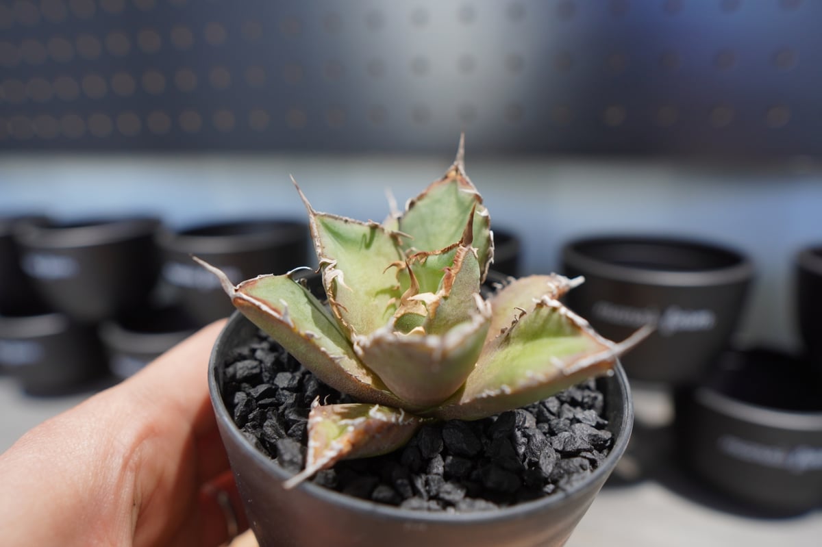 アガベ チタノタ FO-76 No.4 | mana's farm:塊根植物・アガベ・ドライガ