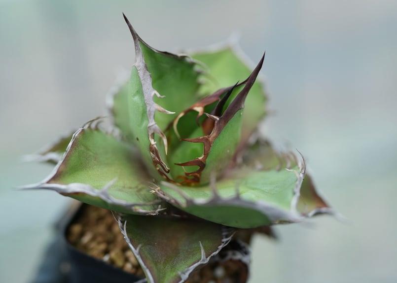 アガベ オテロイ 沖縄実生 No.6 [2026/02/12] | mana's farm: