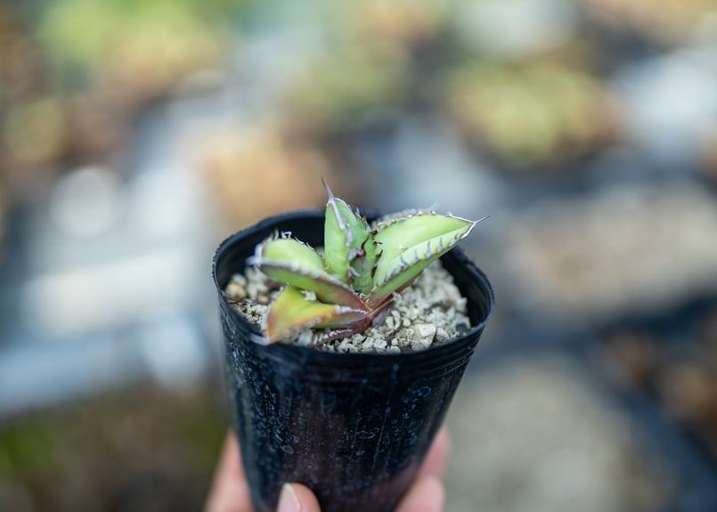 アガベ オテロイ 沖縄実生 | mana's farm:塊根植物・アガベ・ドライ