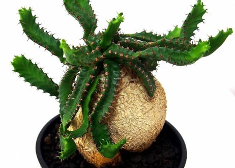 ユーフォルビア ステラータ 飛竜  Euphorbia stellata  №2