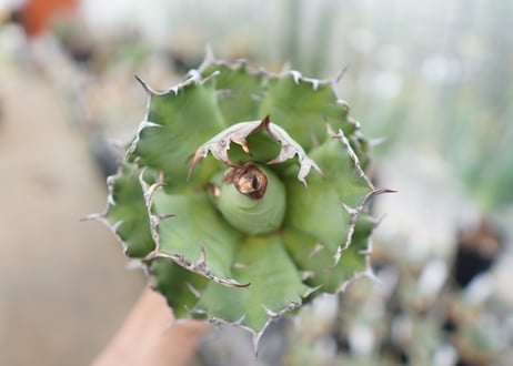 Agave titanota FO-76  I dwarf   (G)