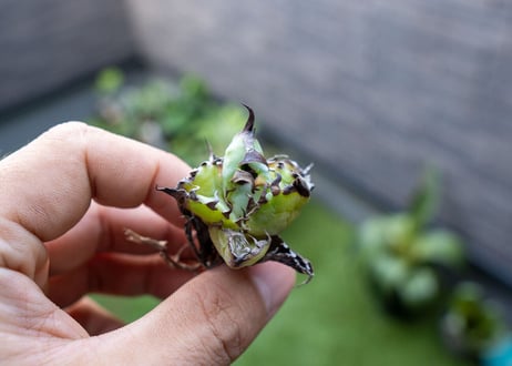 Agave B&B 特大 カキコ NO.3