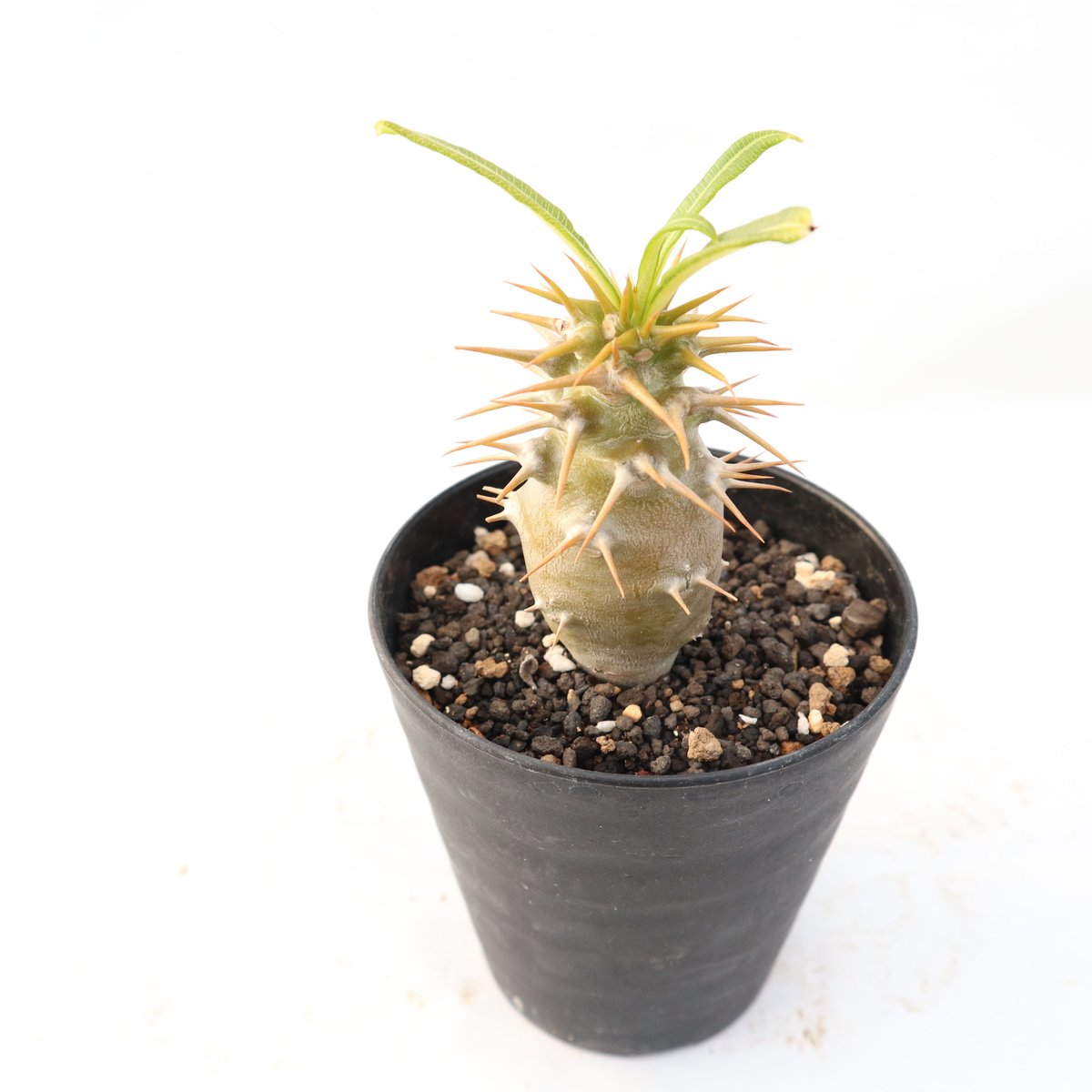 パキポディウム　アンボンゲンセ　実生　ミネファーム パキポディウム アンボンゲンセ 実生 №5 | mana's farm:塊根植物