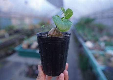 亀甲竜　Dioscorea elephantipes　No.9
