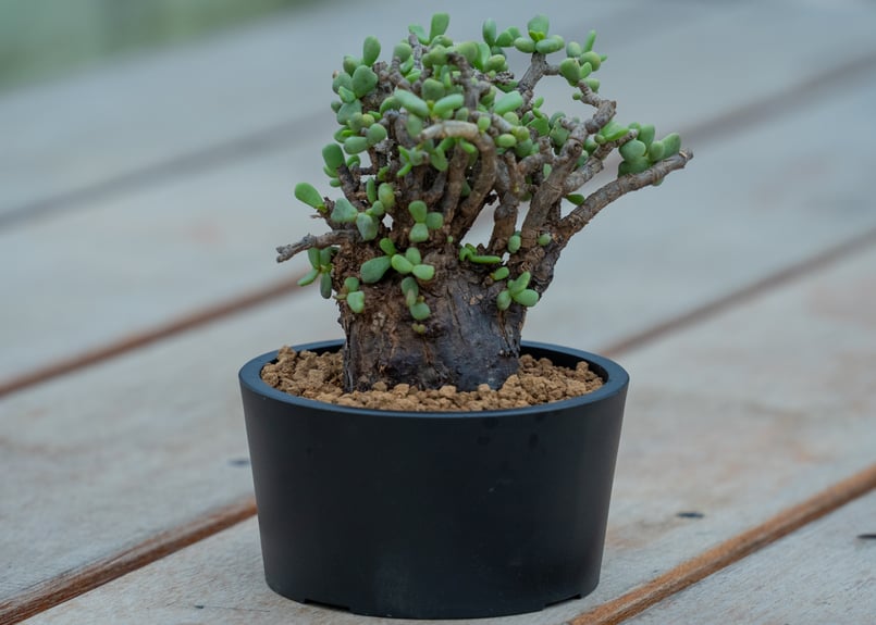 ケラリア ピグマエア | mana's farm:塊根植物・アガベ・ドライガーデン