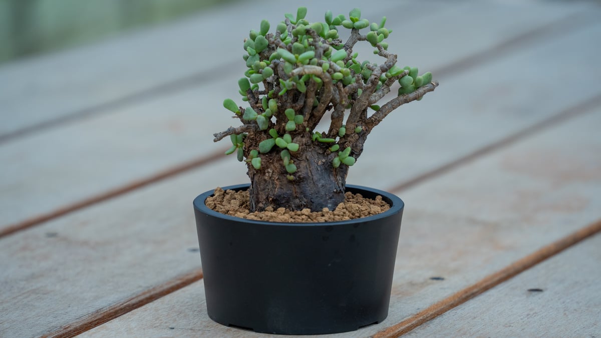 ケラリア ピグマエア | mana's farm:塊根植物・アガベ・ドライガーデン