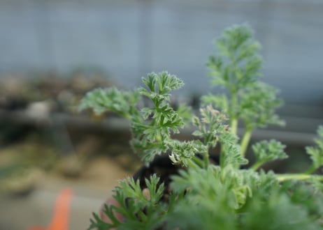 ペラルゴニウム　アッペンディクラツム　Pelargonium appendiculatum　C15