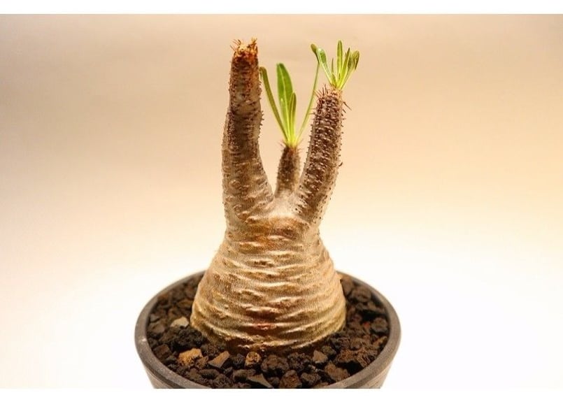 パキポディウムグラキリス　　 塊根植物 パキポディウム グラキリス 14 | mana's farm:塊根植物・アガベ