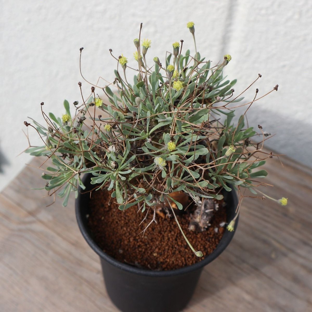 オトンナ ユーフォルビオイデス | mana's farm:塊根植物・アガベ