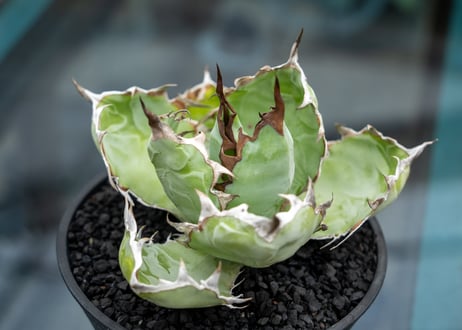 ウシ　アガベ　セット販売　22株 楽天市場】アガベ セットの通販