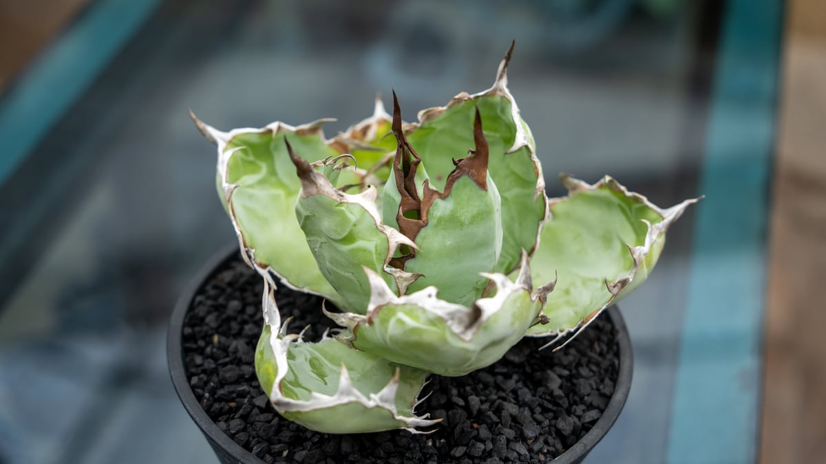 アガベ チタノタ ブラックアンドブルー | mana's farm:塊根植物