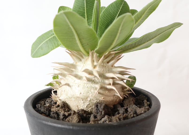 パキポディウム エブレネウム 発根済 Amazon｜コーデックス：パキポディウム エブレネウム 実生 S