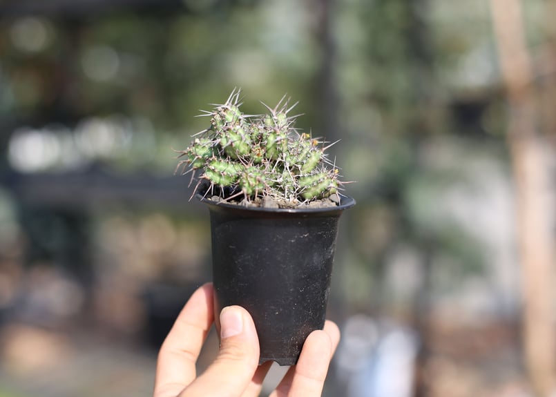 ユーフォルビア ゴリシアナ | mana's farm:塊根植物・アガベ・ドライ