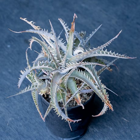 ディッキア | STORES