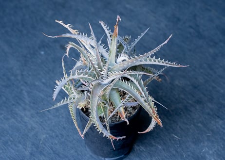 CATEGORY ディッキア | mana's green:塊根植物販売|マナズグリーン CATEGORY ディッキア | mana's green:塊根植物販売|マナズグリーン