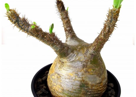 Pachypodium Gracilius パキポディウム  グラキリス  №4