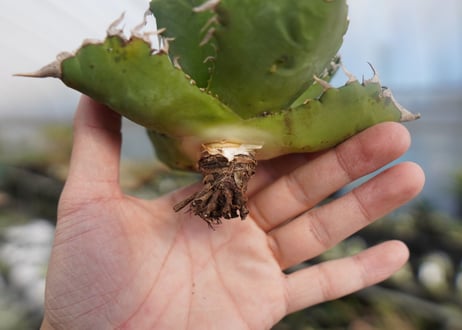 agave titanota ソーラーエクリプス　solareclipse　No.2