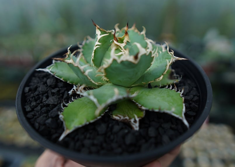 アガベ チタノタ フィリグリー agave titanota filigree No.5 |