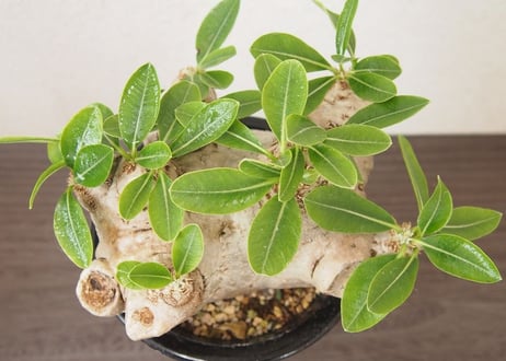 パキポディウム 恵比寿笑い　 Pachypodium brevicaule