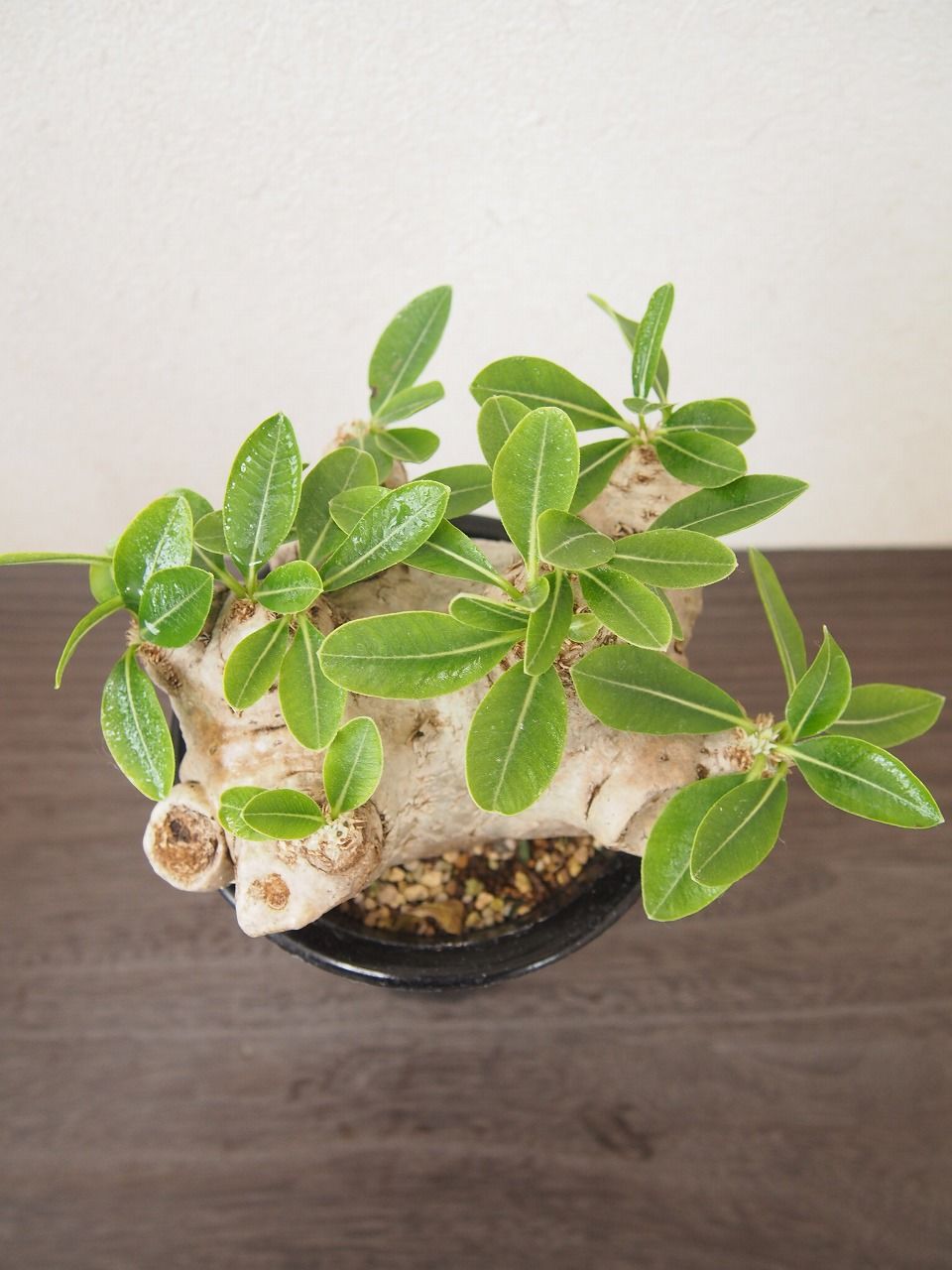 パキポディウム 恵比寿笑い Pachypodium brevicaule ⑧ Pachypodium brevicaule パキポディウム ブレビカウレ 恵比寿