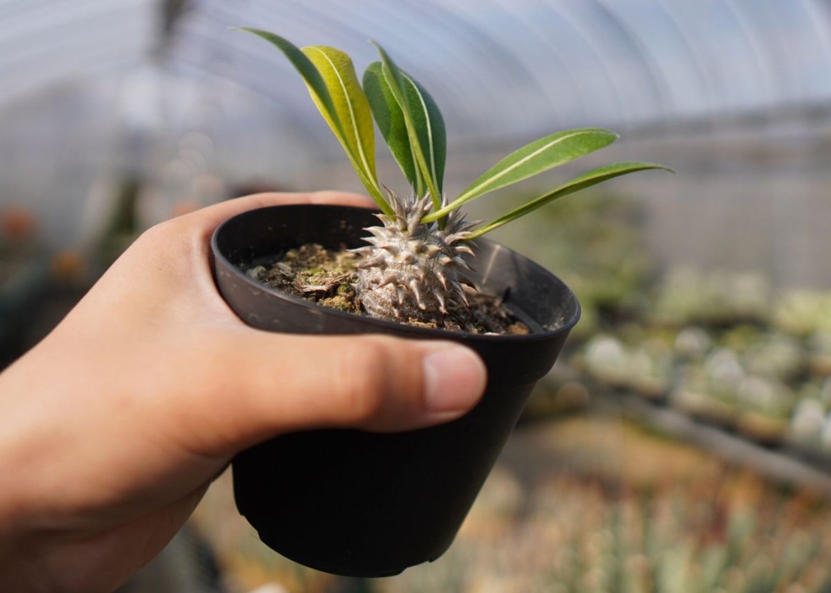 パキポディウム 恵比寿大黒 NO.2 | mana's green:塊根植物販売