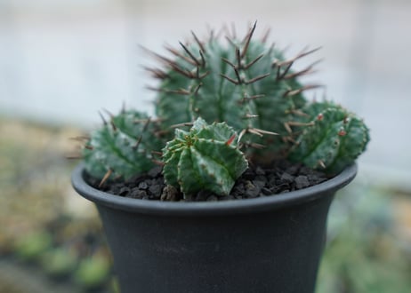 ユーフォルビア　ホリダ　Euphorbia horrida　No.2