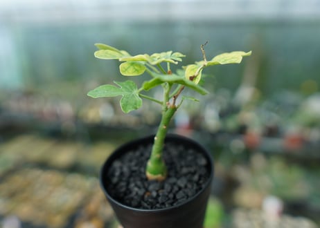 アデニア　グラウカ　Adenia Glauca　No.2