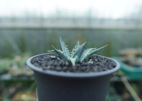 アガベ　ユタエンシス　Agave uthaensis　No.2