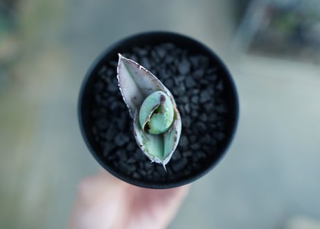 アガベ　チタノタ　 ブラックアンドブルー 　Agave titanota black and blue　No.3