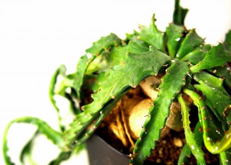 ユーフォルビア ステラータ 飛竜  Euphorbia stellata 12 未発根