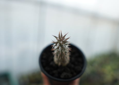 パキポディウム　伊藤ハイブリッド　Pachypodium 'Itoh Hybrid'  No.1