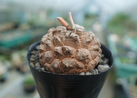 【長谷川園芸産】亀甲竜　Dioscorea elephantipes
