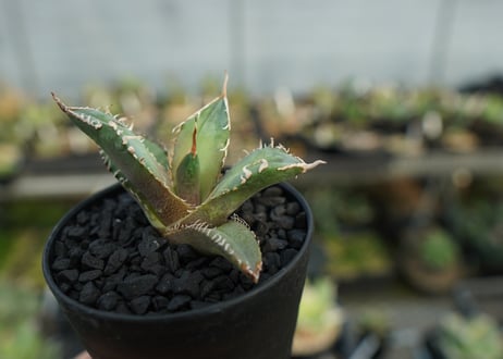 アガベ　チタノタ　MR01　agave titanota MR01