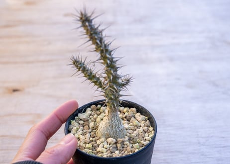 ユーフォルビア　ロッシー